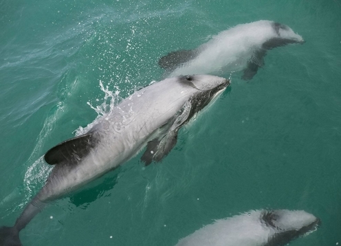 Kaikoura