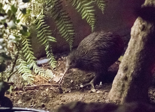 Wellington