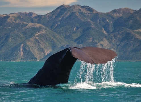 Kaikoura