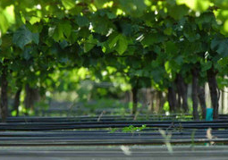 New Zealand Travel Offer