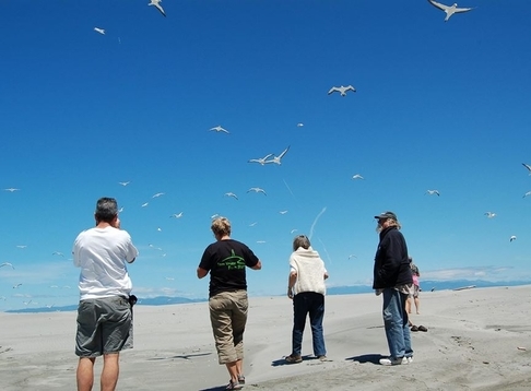 Farewell Spit Eco Tours