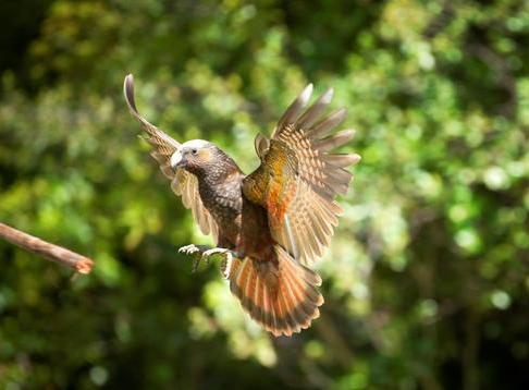 Pūkaha National Wildlife Centre