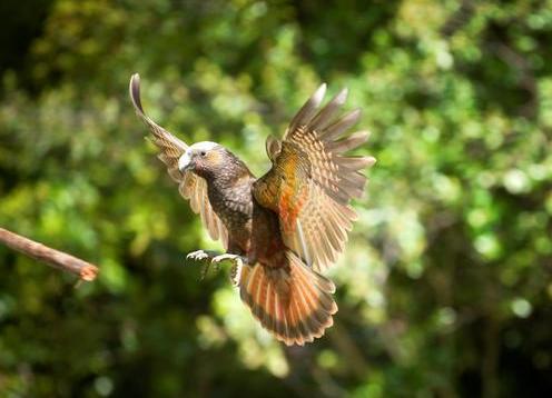 Pūkaha National Wildlife Centre is an unfenced sanctuary for native wildlife. Our 942-hectare forest is home to wild kōkako and kākā, while inside our aviaries we breed endangered birds for release across Aotearoa New Zealand.