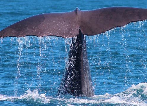 Kaikoura