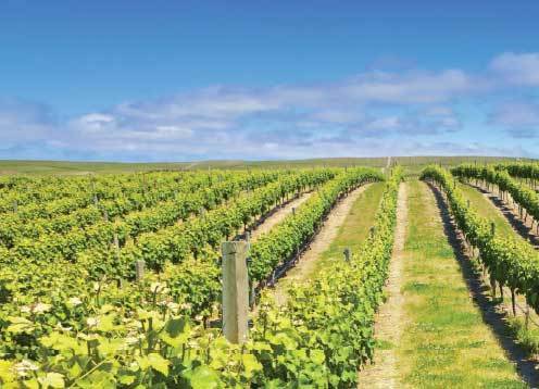 Marlborough