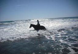 New Zealand Travel Offer