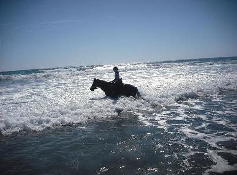 Wildcoast Ruapuke Horse Riding