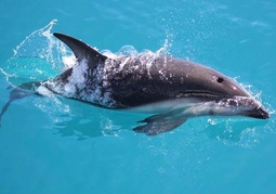 New Zealand Travel Offer