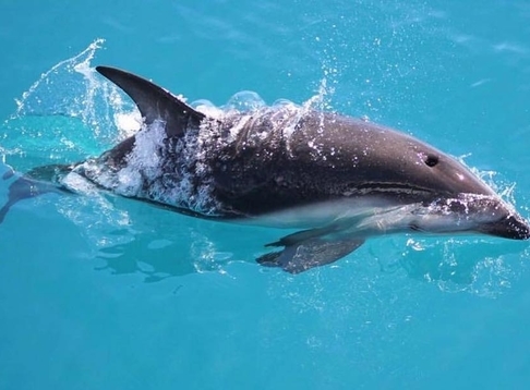 Encounter Kaikoura