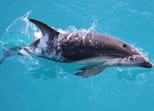 Here at Encounter Kaikoura we offer you the opportunity to either swim with or to watch the awesome dusky dolphins in their natural habitat of the Kaikoura waters. We also have a unique Albatross Encounter experience which provides tours to get an up close and personal encounter with albatross!