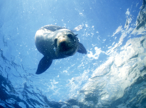 Seal Swim Kaikoura