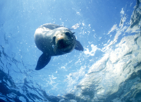 Swim with New Zealand Fur Seals in the shallow waters of the beautiful Kaikoura Peninsula. Recently listed by Lonely Planet as on of the world's top 10 'Best Marine Encounters'. No experience is necessary and all equipment is supplied. Generally suitable for those aged 5 years and older. This is an experience that you do not want to miss!