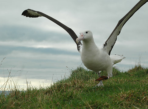 Royal Albatross Centre