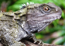 New Zealand Travel Offer