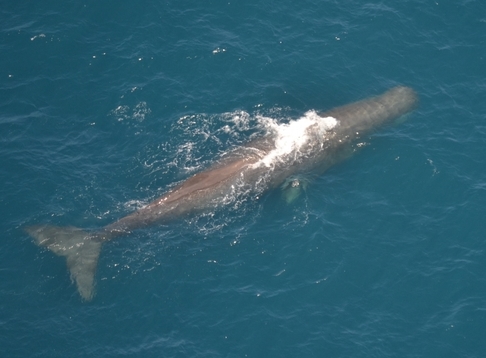 Wings Over Whales