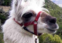 New Zealand Travel Offer