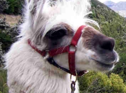 Kaikoura Llama Trekking