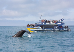 New Zealand Travel Offer