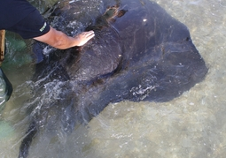 New Zealand Travel Offer