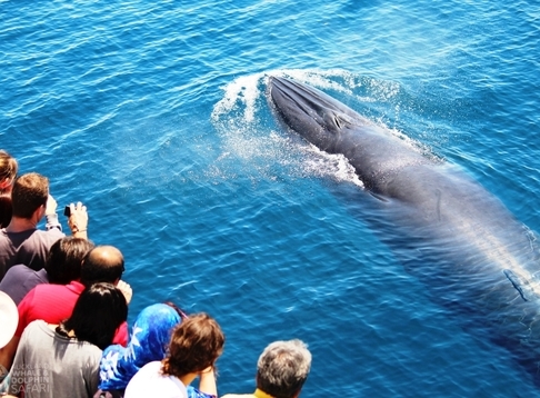 Auckland Whale and Dolphin Safari (AWADS)