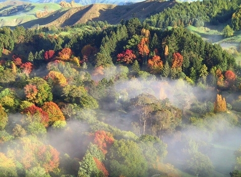 Eastwoodhill Arboretum