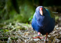 New Zealand Travel Offer