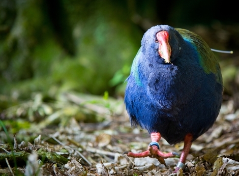 Zealandia Sanctuary 