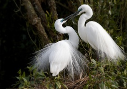 New Zealand Travel Offer