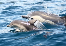 New Zealand Travel Offer