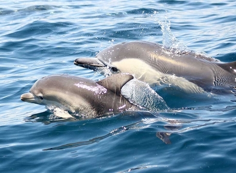 Gulf Eco Charters