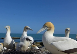 New Zealand Travel Offer