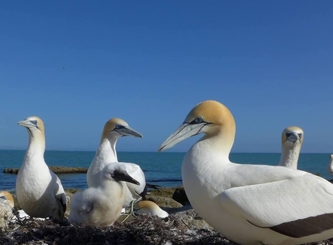 Gannet Beach Adventures 