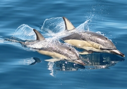 New Zealand Travel Offer