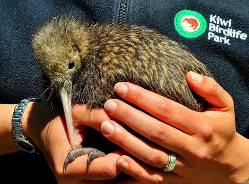 Kiwi Birdlife Park 